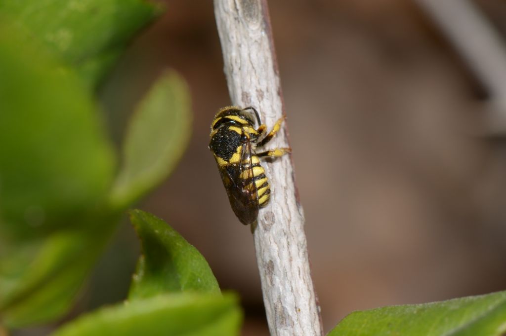 Anthidiellum sp.?  Forse....